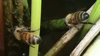 Beekeeping: Honeybees Collecting Water.