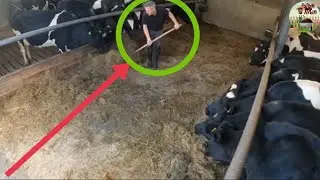 Шағын фермердің бір күні, ЗАМАНАУИ ФЕРМА, өте қызық
