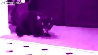 Космический голос кота