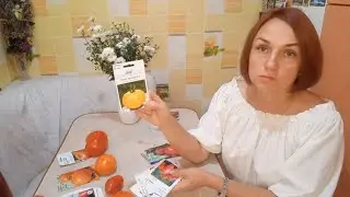 ЯК Я ПРОВОДЖАЛА СОФІЮ І ЯКІ ПОМІДОРИ Я ЗАЛИШАЮ НА НАСТУПНИЙ РІК 🍅🍅🍅