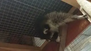 еноты Масяня и Хрюндель не дают скучать