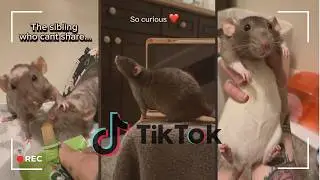Cuttest rats you've ever seen | TikTok Compilation