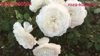 Японская Роза Шилаби