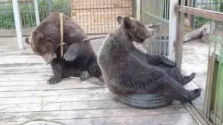 Тоня и Потапыч
