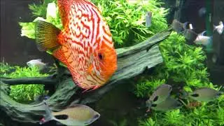 Aquarium communautaire avec des Discus