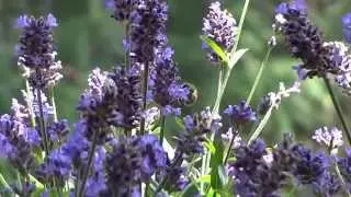 Hungry Bee - Save the Bees