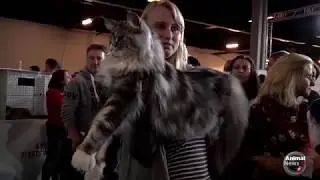 FIFe World Cat Show 2017   Номинации 2 категории