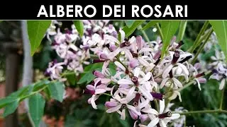 VErba Volant- Albero dei rosari?