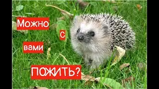 Ёжик в тумане ИЛИ как ёж к нам в гости пришёл!
