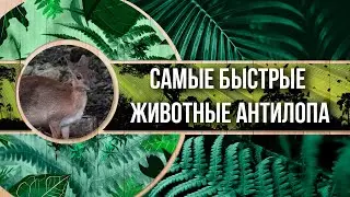 Самые быстрые животные | Настоящие Антилопы!
