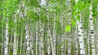 БАДы с Бетулином (активным веществом экстракта коры берёзы)