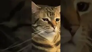 Funny cats 😂 episode 14 #shorts