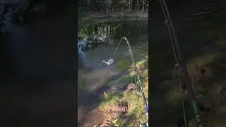 O almoço foi ela