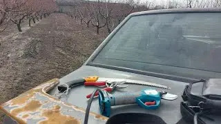 Обрезка персика. Когда хочется и огня и мороженое.