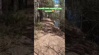 В лесу уже сухо))