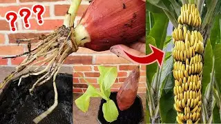 How to Grow a Banana Tree from a Banana Flower, Is It Really Possible?