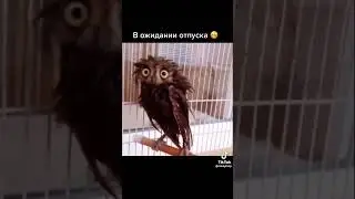 сова