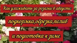 Как ухаживать за розами в августе: подкормка, обрезка, полив и подготовка к зиме