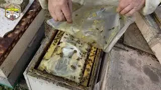 Пасіка дяді Міші - Серпневі відводки: Як робимо, Для чого потрібні