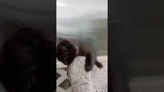 очень милый пушистый котик и со звуком я согласна #cat #funny #юмор #милыйкот