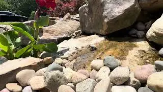 A Koi Pond for Dave Mustaine!