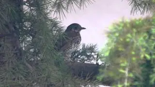 Chinese Thrush - Turdus mupinensis