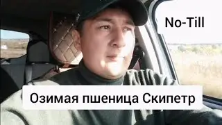 Озимая пшеница по вике яровой. No-Till.
