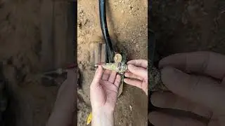 We found a treasure like no other