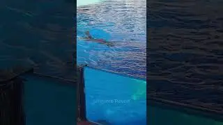 California Sea Lion Improv! #cute #animals #play #happy
