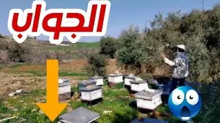 What happens to bees when the temperature rises after winter? The beginning of the active season