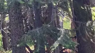 Bear Attacks Elk Calf