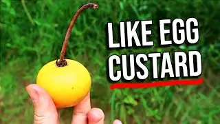 The Madagascar Apple - Tasting Rare Fruit in New Caledonia (Mimusops coriacea)