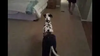 Dalmatian Wearing Jeans