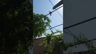 мусича