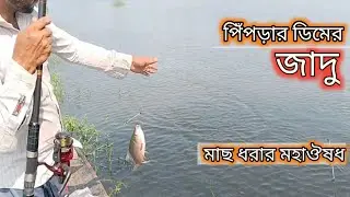 বর্শিতে ধরা আজকের মাছ গুলো অনেক বড় 🐟 পিপড়ার ডিমে তেলেসমাতি