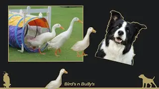 Crufts 1996 - Duck Herding with a Collie