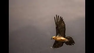 Raptors in the Pyrenees