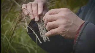 Developing Miscanthus: a zero carbon crop