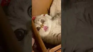 Строим Лелику новый дом? Или нет⛔️