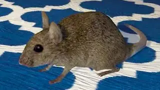 Симулятор Крысы #1 Кид спасает крысят Rat Simulator на пурумчата