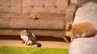 The rabbit protects the rabbit from the cat. Bold rabbit.