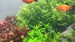My first ever aquascape (after 4 months)