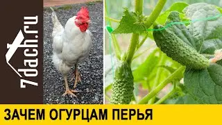 🥒 Зачем огурцам перья: лучшая подкормка для богатого урожая - 7 дач