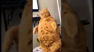смешные КОТИКИ #cat #shorts