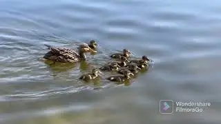 Crazy ducks 🦆 ducklings 🐥 swimming | Awesome world365 