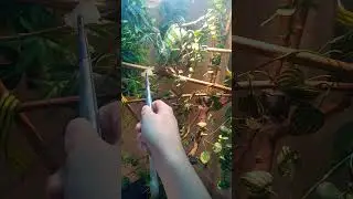 Йеменский хамелеон ест грушу
