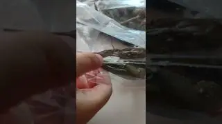 #shortvideo #моевидео #shortvideo #sorts #shorts  #раки #лайк