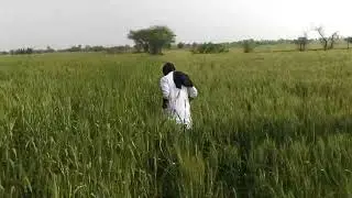 Gandum Ka Visit Karte Hue||