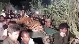 नारायणी नदि किनारमा मान्छेलाई आक्रमण गर्ने बाघ नियन्त्रणमा लिएर लगियो ,हेर्नुस बाघ