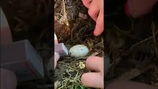 НАШЛИ ЯЙЦО РЕПТИЛИИ